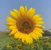 Xianwei Sun - Facebook
