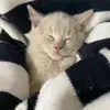 Meow Xiaoteng - @meow.xiaoteng - TikTok