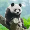 Panda Daily routine - @xiaodanli885 - TikTok
