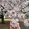 XiaoHong Wei - @2167386774 - TikTok
