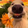 xiaokangli412 - @xiaokangli412 - TikTok