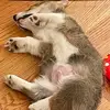 Alpaca’s world - @xiaoleimao0 - TikTok