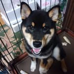 小林公明 - @xiaolingongmingxiaolin - Instagram