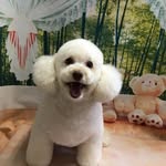 小林朋子 - @xiaolinpengzi8 - Instagram