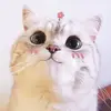 小琳琳 - @zengxiaolin0 - TikTok