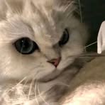 Xiaolong Luo - Facebook