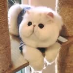 XiaoLu Chen - @tw37100 - Instagram