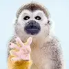 xiaomanwang549 - @xiaomanwang549 - TikTok