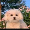Amytanxiaoting - @amytanxiaoting - TikTok
