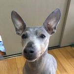 抹茶君 - @xiaoyingchangzhi - Instagram