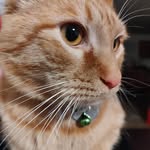 Xiaoyuan Wang - @gingersnapwww - Instagram