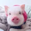 Xinwen Chen - @xinwenchen - TikTok