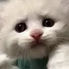 xinyueli71 - @xinyueli71 - TikTok