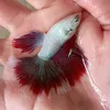 mộng lâm store - @xiu.lamn - TikTok