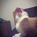 Xiu - @xiu_la_monstruilla_del_terror - Instagram