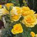 Xochitl Pena - Facebook
