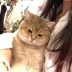 Xue Lee - @rashnirfabrics - Instagram