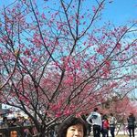 游雪鑾 - @xueluanyou - Instagram