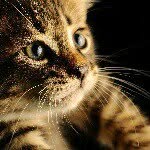 nizar - @yahyakhatri6767 - Instagram