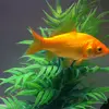 fish catching video - @muhammad.yahya6968 - TikTok