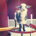 Ya-lin Yang - @yalin.yang.37 - Instagram