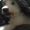 Yam - @yamteo - TikTok