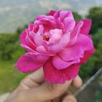 यशोदा  भट्ट - @yaminibhatt522 - Instagram
