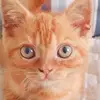 YanChen - @yanchen764 - TikTok