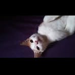 Yan Ma - Facebook