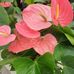 Yan Wang - Facebook