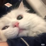 Yan Xing - @y_yxing - Instagram