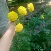 Yanet Paz - @yanet.paz86 - TikTok