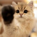 Yantong Chen - Facebook