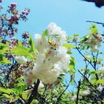 Yanyan Chen - @yanyan.chen.77582 - Instagram