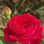 Yao Yan - Facebook