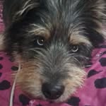 Yaritza Rojas - @yari_rescata_ - Instagram