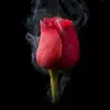 yaser_Mohammed - @yaser_Mohammed - TikTok