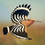Yasin Abdullah - @yasin.abdullah123 - Instagram