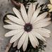 Yasmin Ashour - Facebook