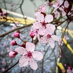 @yasmin_jaffer - Instagram