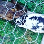 yasmin singleton - @yasmino_the_weird - Instagram
