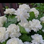 Yasmine Ansari - Facebook