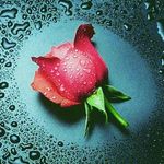 Yasmine Ansari - @yasmine.ansari.50 - Instagram