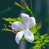 Yasmin Bitar852 - @yasminbitar852 - TikTok