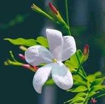 Yasmin Bitar - Facebook