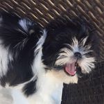 Yasmine Bitar - @oreo.pupyy - Instagram