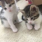 Yasmine Suarez - @petpillow - Instagram