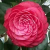YC Wong - @yc.wong3 - TikTok