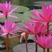 Yee Boon Chee - Facebook