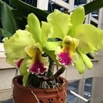Yee Myint - @yee.myint.1297 - Instagram